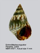 Echinolittorina angustior
